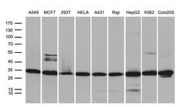 PSMA7 Monoclonal Antibody (OTI4A9), TrueMAB , OriGene 100 &mu;L; Unconjugated:Antibodies,