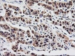 PSMB4 Mouse anti-Human, Clone: OTI2C9, liquid, TrueMAB 100 &mu;L; Unconjugated:Antibodies,