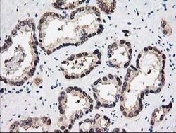 PSMB4 Mouse anti-Human, Clone: OTI2C9, liquid, TrueMAB 100 &mu;L; Unconjugated:Antibodies,