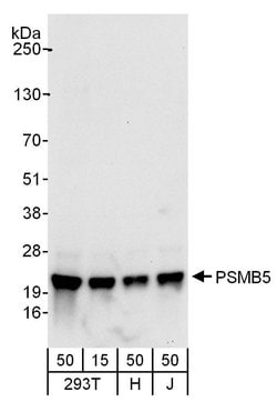 PSMB5 Rabbit anti-Human, Polyclonal, Bethyl Laboratories 100 &mu;L; Unconjugated:Antibodies,
