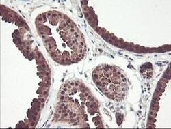 PSMB7 Monoclonal Antibody (OTI1D1), TrueMAB , OriGene 100 &mu;L; Unconjugated:Antibodies,