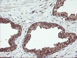 PSMB7 Monoclonal Antibody (OTI1D1), TrueMAB , OriGene 100 &mu;L; Unconjugated:Antibodies,