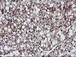 PSMB7 Monoclonal Antibody (OTI1D1), TrueMAB , OriGene 100 &mu;L; Unconjugated:Antibodies,
