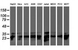 PSMB7 Monoclonal Antibody (OTI4E3), TrueMAB , OriGene 30 &mu;L; Unconjugated:Antibodies,