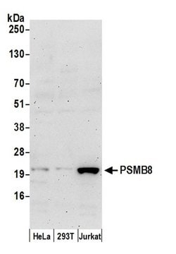 PSMB8/LMP7 Polyclonal Antibody, Bethyl Laboratories 20 &mu;L; Unconjugated:Antibodies,