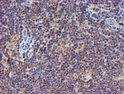 PSMB9 Mouse anti-Human, Clone: OTI1G7, lyophilized, TrueMAB 100 &mu;g;