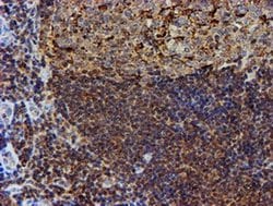 PSMB9 Monoclonal Antibody (OTI1G7), TrueMAB , OriGene 30 &mu;L; Unconjugated:Antibodies,