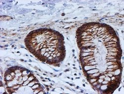 PSMB9 Monoclonal Antibody (OTI1G7), TrueMAB , OriGene 30 &mu;L; Unconjugated:Antibodies,