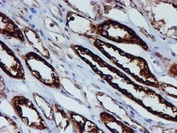 PSMB9 Mouse anti-Human, Clone: OTI1G7, lyophilized, TrueMAB 100 &mu;g;