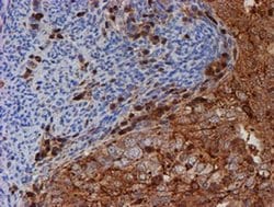 PSMB9 Monoclonal Antibody (OTI3H1), TrueMAB , OriGene 30 &mu;L; Unconjugated:Antibodies,