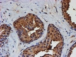 PSMB9 Monoclonal Antibody (OTI2G6), TrueMAB , OriGene 100 &mu;L; Unconjugated:Antibodies,