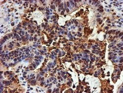 PSMB9 Mouse anti-Canine, Human, Mouse, Rat, Clone: OTI2B6, lyophilized,