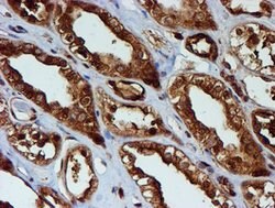 PSMB9 Mouse anti-Canine, Human, Mouse, Rat, Clone: OTI2B6, lyophilized,