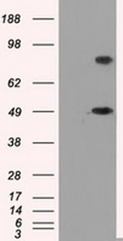 PSMC3 Monoclonal Antibody (OTI7D1), TrueMAB , OriGene 100 &mu;L; Unconjugated:Antibodies,