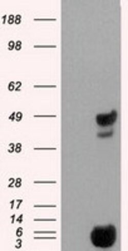 PSMC3 Mouse anti-Human, Clone: OTI10D12, lyophilized, TrueMAB 100 &mu;g;
