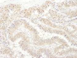 PSMC4 Rabbit anti-Human, Polyclonal, Bethyl Laboratories 100 &mu;l; Unlabeled:Antibodies,