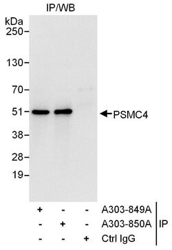 PSMC4 Rabbit anti-Human, Polyclonal, Bethyl Laboratories 100 &mu;l; Unlabeled:Antibodies,