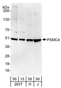 PSMC4 Rabbit anti-Human, Polyclonal, Bethyl Laboratories 100 &mu;l; Unlabeled:Antibodies,