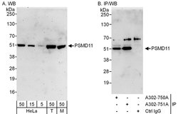 PSMD11 Rabbit anti-Human, Mouse, Polyclonal, Bethyl Laboratories 100 &mu;L;