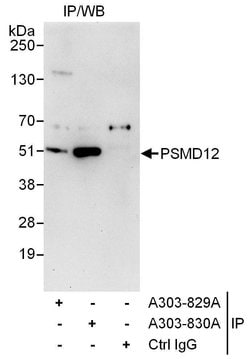 PSMD12 Rabbit anti-Human, Polyclonal, Bethyl Laboratories 100 &mu;L; Unconjugated:Antibodies,