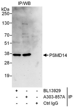 PSMD14 Rabbit anti-Human, Mouse, Polyclonal, Bethyl Laboratories 100 &mu;L;