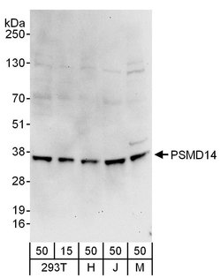 PSMD14 Rabbit anti-Human, Mouse, Polyclonal, Bethyl Laboratories 100 &mu;L;