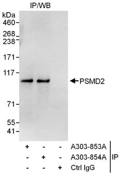 PSMD2 Rabbit anti-Human, Polyclonal, Bethyl Laboratories 100 &mu;L; Unconjugated:Antibodies,