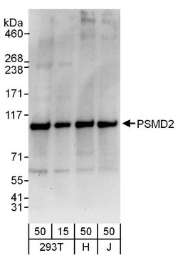PSMD2 Rabbit anti-Human, Polyclonal, Bethyl Laboratories 100 &mu;L; Unconjugated:Antibodies,