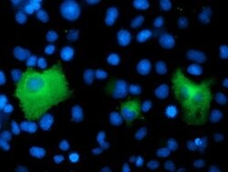 PSMD2 Mouse anti-Human, Clone: OTI1B4, lyophilized, TrueMAB 100 &mu;g;