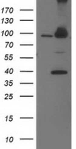 PSMD2 Mouse anti-Canine, Human, Clone: OTI1G5, lyophilized, TrueMAB 100