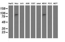 PSMD2 Mouse anti-Canine, Human, Clone: OTI1G5, lyophilized, TrueMAB 100