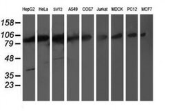PSMD2 Mouse anti-Canine, Human, Mouse, Rat, Clone: OTI1G8, liquid, TrueMAB