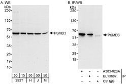 PSMD3 Rabbit anti-Human, Mouse, Polyclonal, Bethyl Laboratories 100 &mu;L;