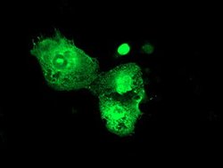PSMD3 Mouse anti-Human, Clone: OTI2C2, lyophilized, TrueMAB 100 &mu;g;