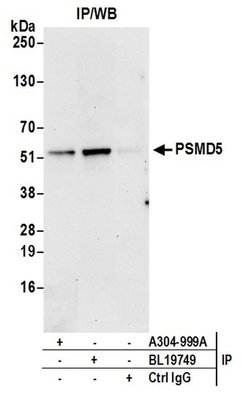 PSMD5/26S Proteasome Subunit S5B Rabbit anti-Human, Polyclonal, Bethyl