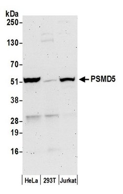 PSMD5/26S Proteasome Subunit S5B Rabbit anti-Human, Polyclonal, Bethyl