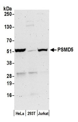 PSMD5/26S Proteasome Subunit S5B Polyclonal Antibody, Bethyl Laboratories:Antibodies:Primary