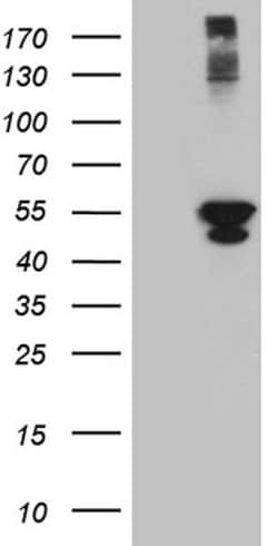 PSMD5 Mouse anti-Human, Clone: OTI8B1, liquid, TrueMAB 100 &mu;L; Unconjugated:Antibodies,