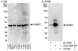 PSMD7 Rabbit anti-Human, Mouse, Polyclonal, Bethyl Laboratories 100 &mu;L;