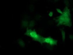 PSMF1 Monoclonal Antibody (OTI2F9), TrueMAB , OriGene:Antibodies:Primary