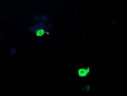 PSMF1 Monoclonal Antibody (OTI2D7), TrueMAB , OriGene 100 &mu;L; Unconjugated:Antibodies,