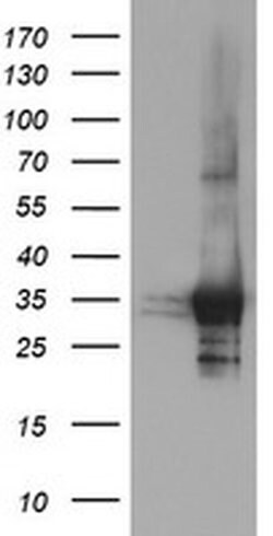 PSMF1 Monoclonal Antibody (OTI2F9), TrueMAB , OriGene:Antibodies:Primary