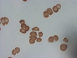 PSMG2 Mouse anti-Human, Clone: OTI1E3, lyophilized, TrueMAB 100 &mu;g;