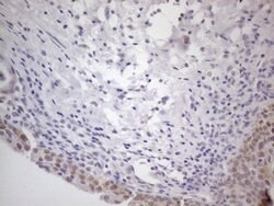 PSMG2 Monoclonal Antibody (OTI1A1), TrueMAB , OriGene 100 &mu;L; Unconjugated:Antibodies,