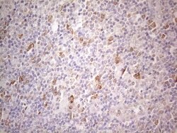 PSMG2 Monoclonal Antibody (OTI1A1), TrueMAB , OriGene 100 &mu;L; Unconjugated:Antibodies,