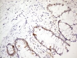 PSMG2 Monoclonal Antibody (OTI1A1), TrueMAB , OriGene:Antibodies:Primary