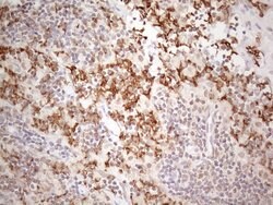 PSMG2 Monoclonal Antibody (OTI1E8), TrueMAB , OriGene 100 &mu;L; Unconjugated:Antibodies,