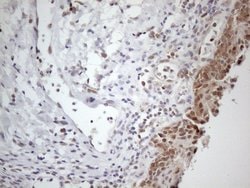 PSMG2 Monoclonal Antibody (OTI1E8), TrueMAB , OriGene 100 &mu;L; Unconjugated:Antibodies,