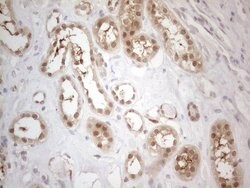 PSMG2 Monoclonal Antibody (OTI1E8), TrueMAB , OriGene 100 &mu;L; Unconjugated:Antibodies,