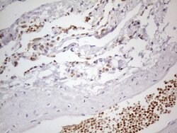PSMG2 Monoclonal Antibody (OTI1E8), TrueMAB , OriGene 100 &mu;L; Unconjugated:Antibodies,